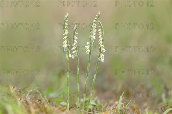 Autumn lady's-tresses (Spiranthes spiralis), flowering plant group, Hesse, Germany, Europe