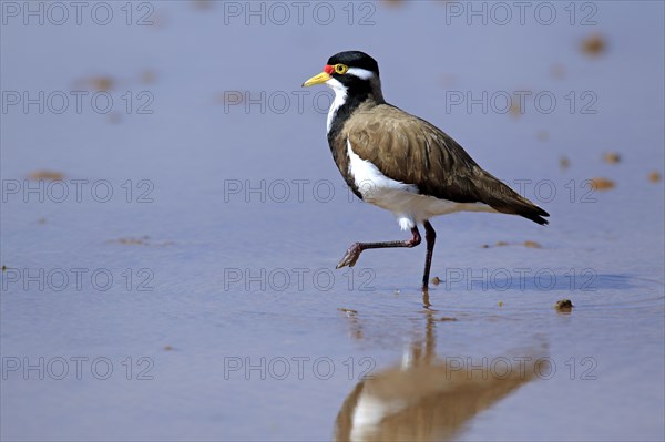 Banded Lapwing, Sturt national park, New South Wales, Australia (Vanellus tricolor), Banded Plover,