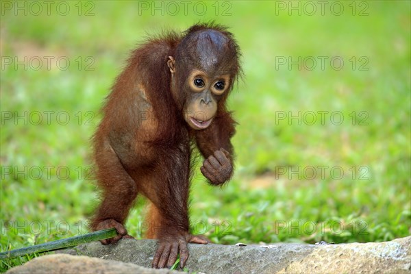 Orang-utan, young (Pongo pygmaeus)