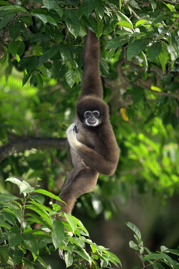 White-handed gibbon (Hylobates lar)
