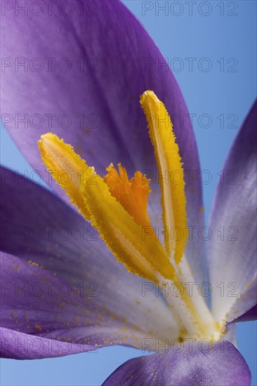 Woodland crocus (Crocus tommasinianus) close-up