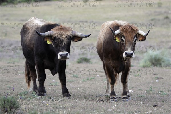 Mirandesa cattle, pair, Alentejo, bull and cow, bull, Portugal, Europe