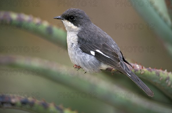 Fiscal Flycatcher, Addo Elephant national park, South Africa (Sigelus silens)