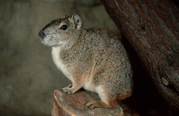 Rock Cavy (Kerodon rupestris), side