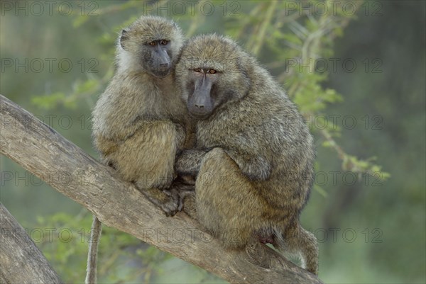 Olive baboon (Papio cynocephalus anubis), Nakuru National Park, Kenya, olive baboons (Papio