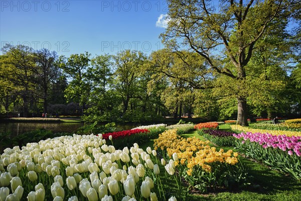 Blooming pink tulips flowerbeds in Keukenhof flower garden, also known as the Garden of Europe, one