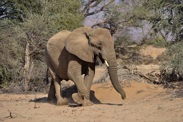 Desert elephant or African elephant (Loxodonta africana), dry riverbed of the Huab, Damaraland,