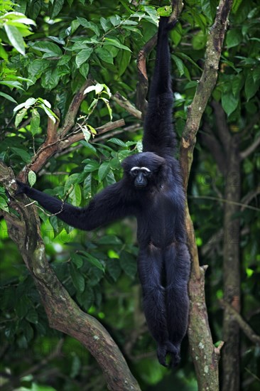 Dark-handed black-handed gibbon (Hylobates agilis), Nimble Gibbon