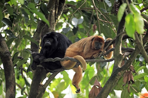 Black Howler (Alouatta caraya) Monkey, Pair, black howler