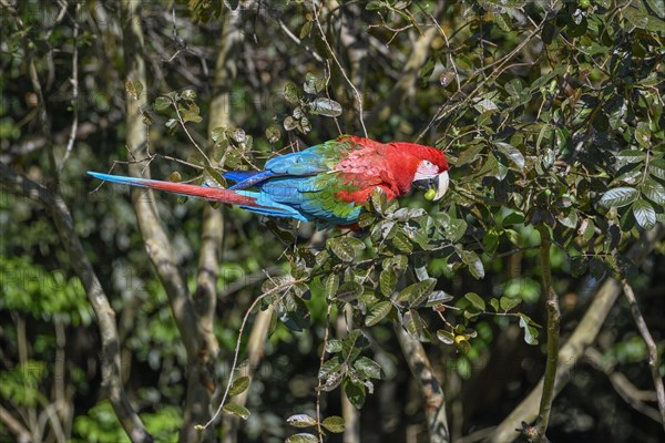 Red-and-green macaw (Ara chloroptera) eats, Cambyretá, Esteros del Iberá, Corrientes Province,