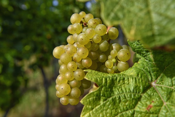 Riesling grapes on a vine shortly in front of harvest, near Durbach, Ortenaukreis, Black Forest,