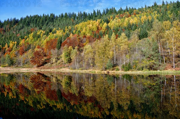 Trees reflected in the Sankenbachsee, Karsee, autumn, near Baiersbronn, Freudenstadt district,