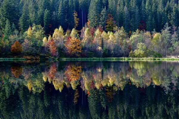 Trees reflected in the Sankenbachsee, Karsee, autumn, near Baiersbronn, Freudenstadt district,