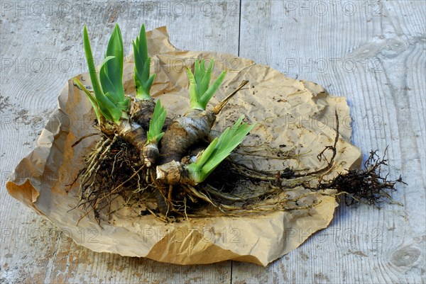 German iris (Iris germanica) rhizome, prepared for division, Bartiris