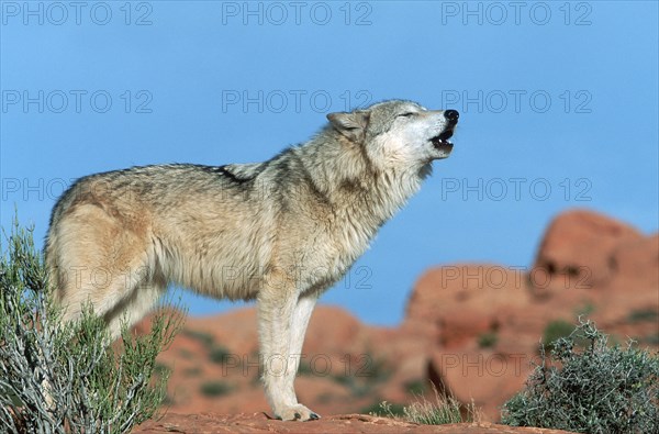 Gray wolf (Canis lupus), lateral view