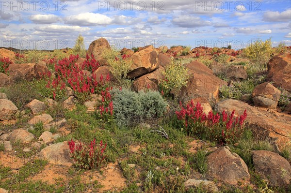 Bladderdock, Sturt national park, New South Wales, Australia (Rumex vesicarius)