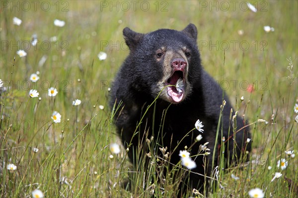 American black bear (Ursus americanus), young, 6 months