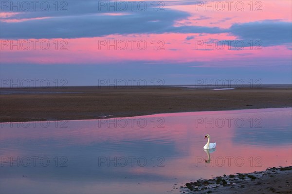 Mute Swan (Cygnus olor), in sea creek, Lindisfarne, National Wildlife reserve, Northumberland,