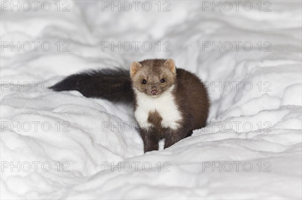 Beech marten (Martes foina) Lower Saxony, Germany, Europe