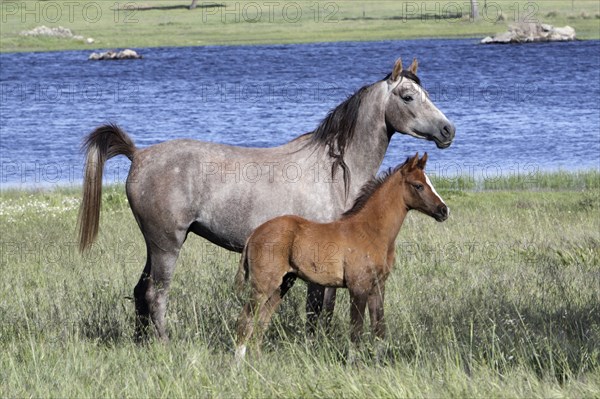 Arabian, mare with foal, grey, lateral