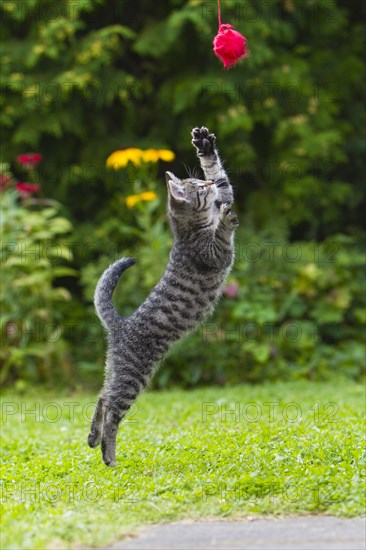 House cat, kitten with wool club, mackerel, wool