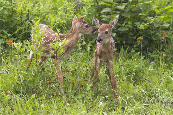 White-tail Deer fawns (Odocoileus virginianus), fawn