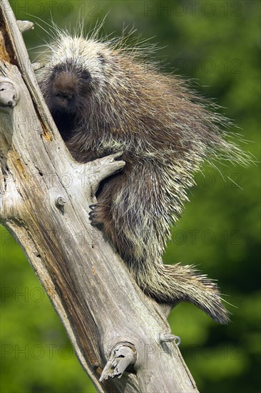 North American Porcupine (Erethizon dorsatum), North American porcupine tree spine