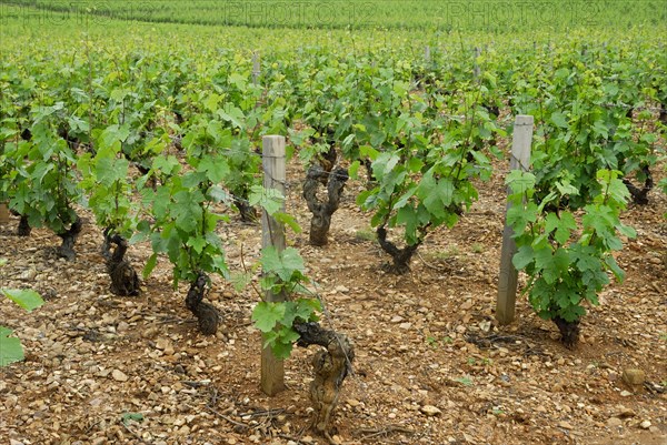 Vineyard, vines, vine, vines, Beaujolais, France, Europe