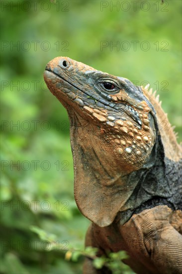 Grand Cayman Rock Iguana, male, Grand Cayman (Cyclura nubila lewisi)