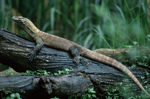 Komodo dragon (Varanus komodensis)