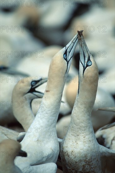 Cape Gannets (Morus capensis), pair courting, Lambert's Bay, South Africa (Sula capensis)