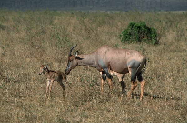 Topis, female with fawn, Massai Mara Game Reserve, Kenya (Damaliscus lunatus korrigum), lyre