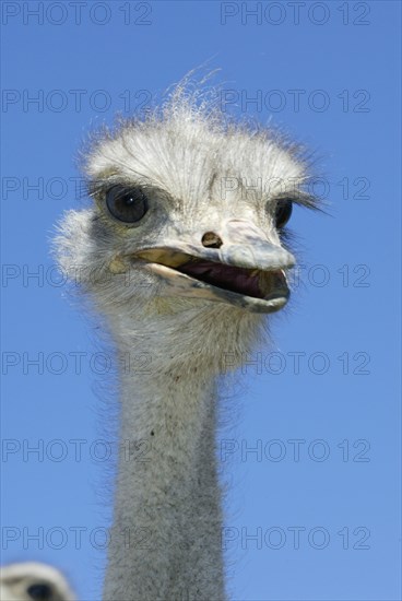 South african ostrich (Struthio camelus australis), Karoo, South Africa, Africa