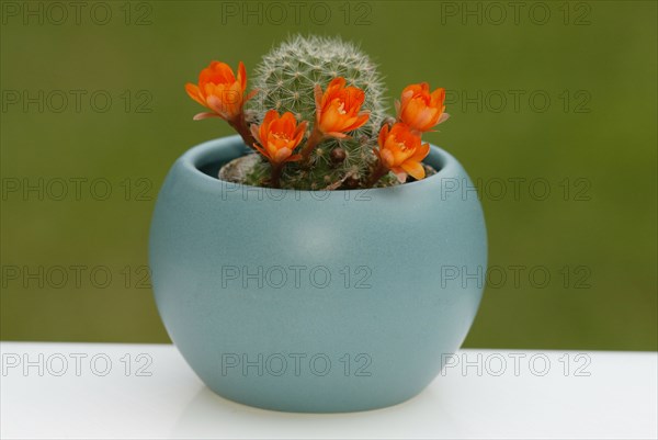 Cactus in flower pot (Rebutia pulvinosa), cactus in flower pot, plants, cactuses (Cactaceae),