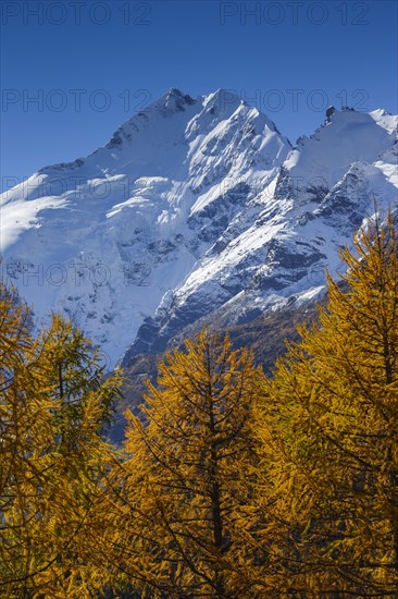 Piz Bernina, 4049 m, Bianco ridge, Upper Engadine, Grisons, Switzerland, Europe