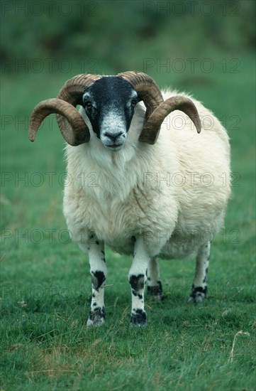 Scottish Blackface ram, Scotland, United Kingdom, Europe