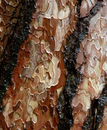 Pine tree bark