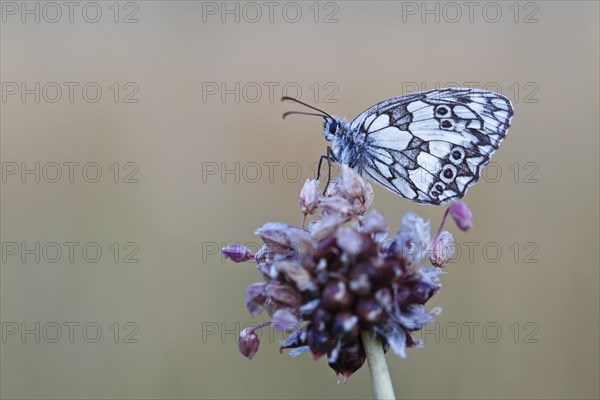 Marbled white (Melanargia galathea) in cold torpor on the flower of rocambole (Allium