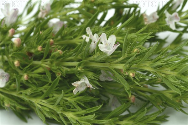 Summer savory (Satureja hortensis), also garden savory, true savory, pepperwort, family of the