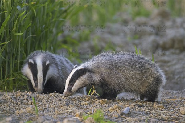 Two young European badgers (Meles meles) juveniles sniffing the earth for earthworms and insects in