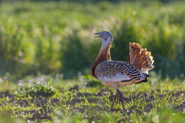 Great bustard (Otis tarda) mating male, heaviest flying bird, La Serena steppe area, Extremadura,