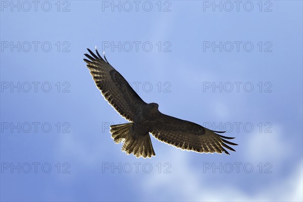 Common buzzard (Buteo buteo) in flight, Germany, Europe