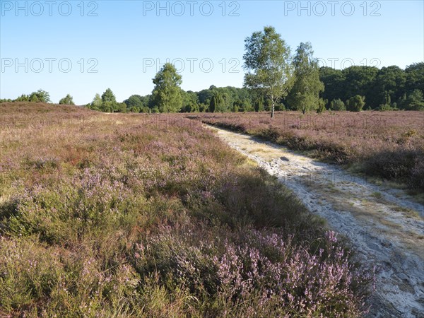 Heath blossom in the Lüneburg Heath nature Park, criss-crossed by a cycling and hiking trail. The