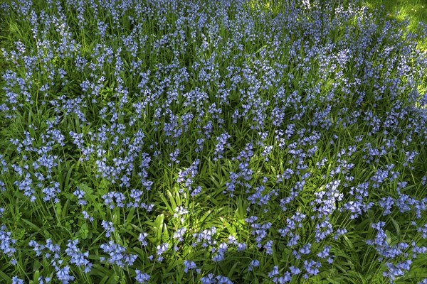 Blooming bluebells (hyacinthoides), Stadtpark Lahr, Baden-Württemberg, Germany, Europe