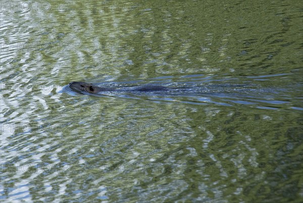 Swimming beaver, Alte Jeetzel, Hitzacker, Elbtalaue, Lower Saxony, Germany, Europe