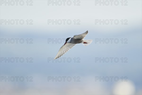 Whiskered tern (Chlidonias hybrida) flying in the sky, hunting, ebro delta, Catalonia, Spain,