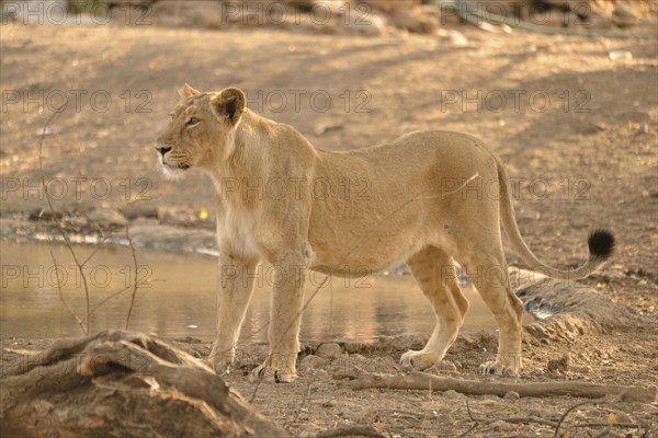 Asiatic Lion (Panthera leo persica), lioness, Gir Forest National Park, Gir Sanctuary, Gujarat,