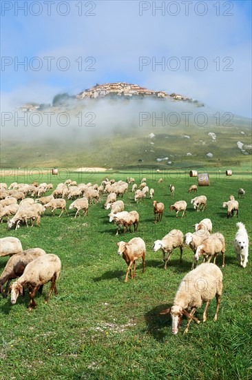 Sheep on the Piano Grande, Gret Plain, of Castelluccio di Norcia, Parco Nazionale dei Monti