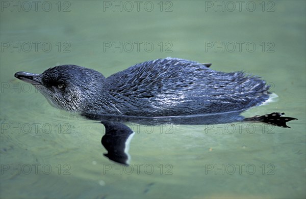 Little penguin (Eudyptula minor), Australia, Oceania