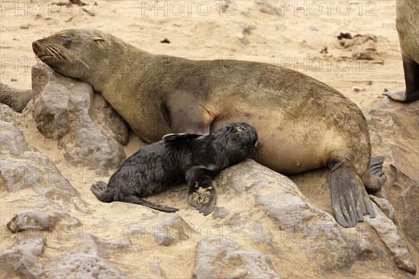 Cape fur seal, female suckling young, Cape Cross, pygmy fur seal, South African fur seal